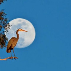 Heron in moonlight (disquiet0544)