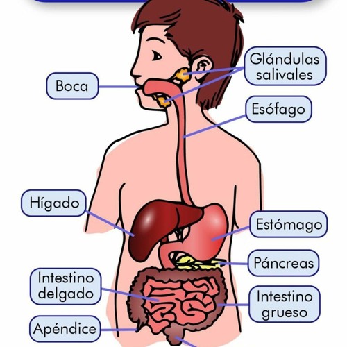 Stream episode sistema digestivo- concepto y órganos que lo conforman ...