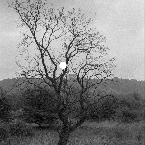 Leafless Trees FT Telenme. OG version