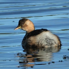 The Little Grebe