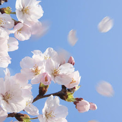 「Cherry Blossom Falling」