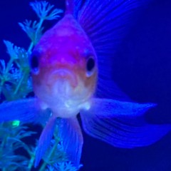 Song about my goldfish