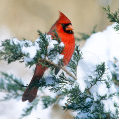 Winter Birds & Gifts for the Outdoorsy