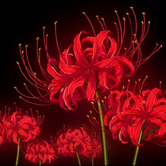Crimson Lotus