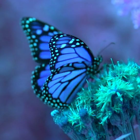 The only exception (Instrumental cover)