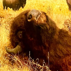 where is my mind (pixies cover)