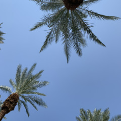palm springs