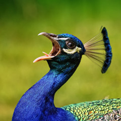 Episode 178—The One About (Un)bound(less)