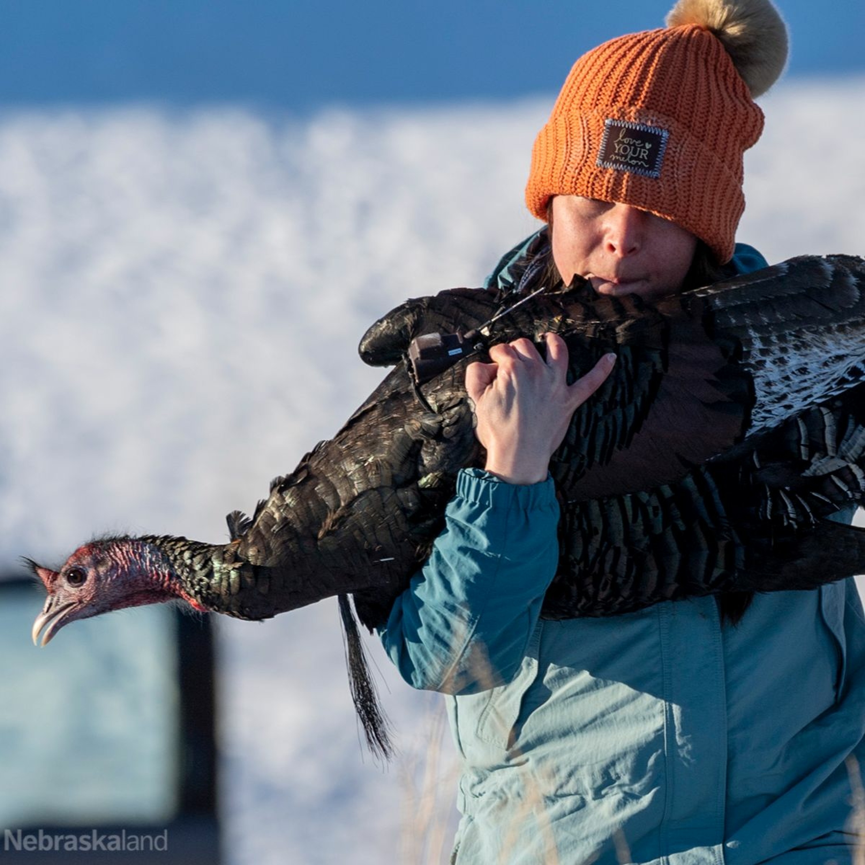 Wild Turkey Ecology Study
