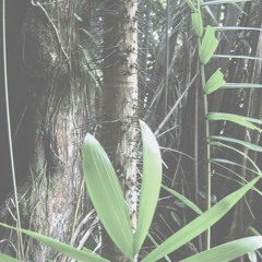 Plantae