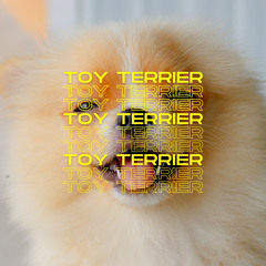 Toy Terrier