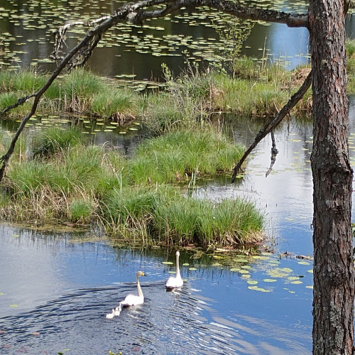 Whooper Swan pair with three cygnets