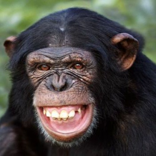 ape shit