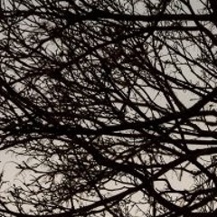 branches