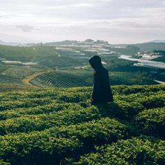 Black Tea