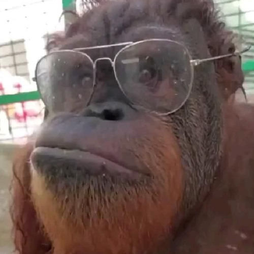 APEHEUL