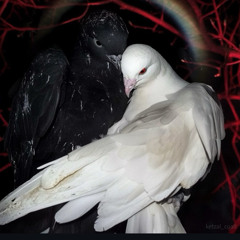 🐈‍⬛💋🌶️xxx💊💊💊🩶