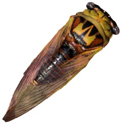 Cicadas: Walker's Cicada, Short Songs