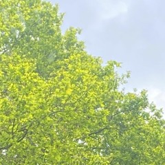 Neddie - Summertime (BDAY FREEBIE)