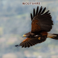 Wolfshire- Flying the Thermals