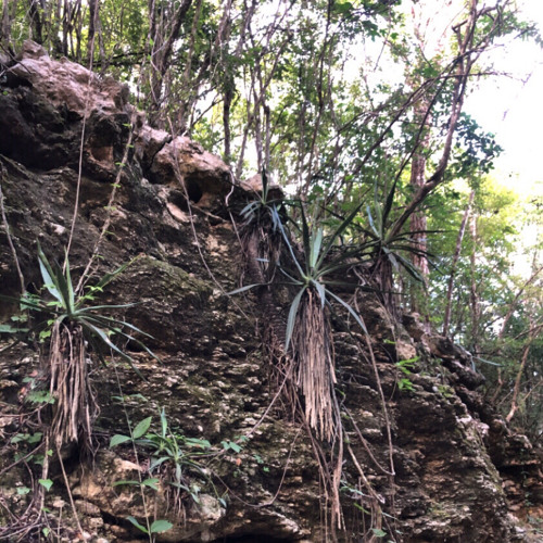 Mayan jungle party