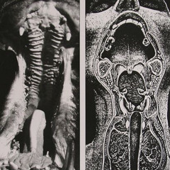 GUAP (ft. SHENNY) [2020]