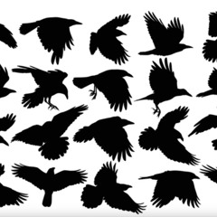 Black Eyed Raven