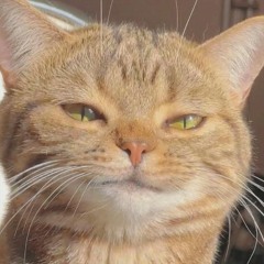 #NOTASTONER (say2cups)