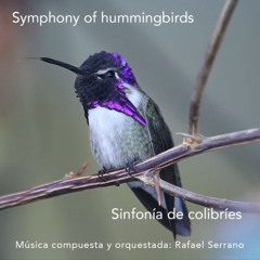 Sinfonía de colibríes