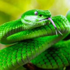 Snake (prod. orchid2k x 1foreverx8 x rafeprod)