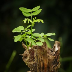 Day 1: Rebirthing by Lauriane Cayet - Boisrobert