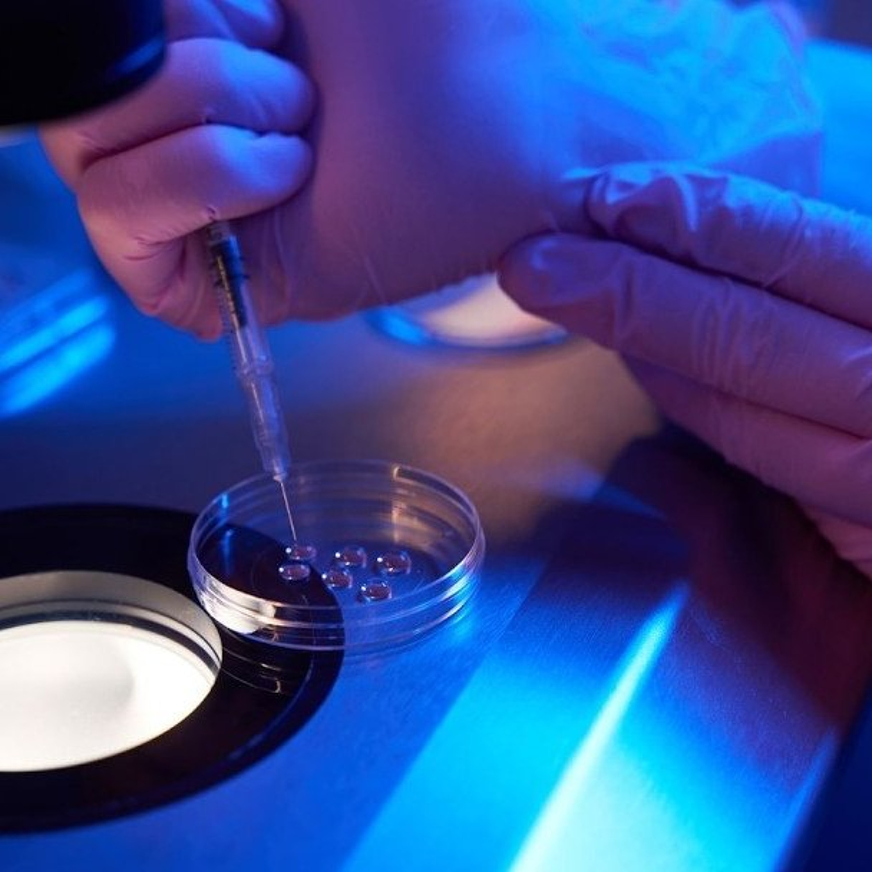 "THE POLLUTED VINE" - SECRET EXPERIMENTS, GENE SPLICING, IN VITRO GENDER REASSIGNMENT AND MORE