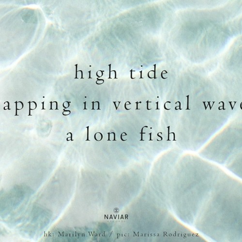 Water Is A Unique Species Of Fish (naviarhaiku430)