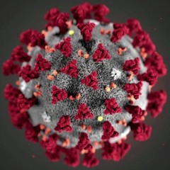 Politics in the Time of Corona