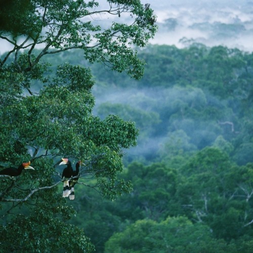 rainforest train