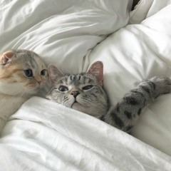 Banmal Song (with extra German accent)