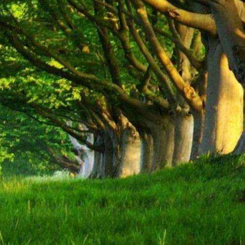 Smilopheiron Amphidexter