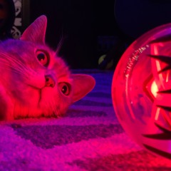 apple cider - beabadoobee cover