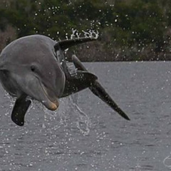 Review Special Price Marco Island 2 Hour Dolphin Birding And Shelling Tour