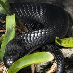 CONFETTI (feat. laf3w)