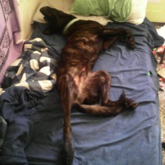 Dr.Zool - Cheval 148