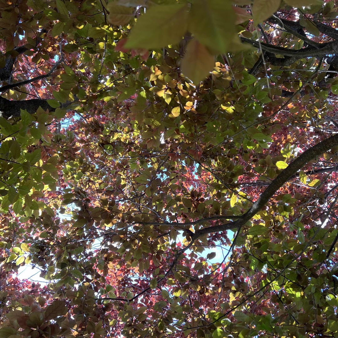 Tall Trees