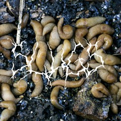Slugs