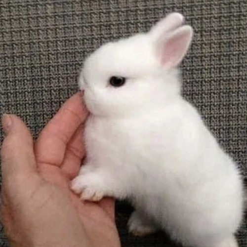 Купить Декоративного Кролика В Симферополе