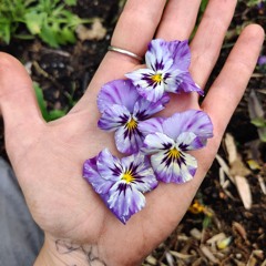 güneş ışığı altında  - band