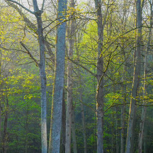 Hocking Hills Woodland Dawn Chorus 4.23.24