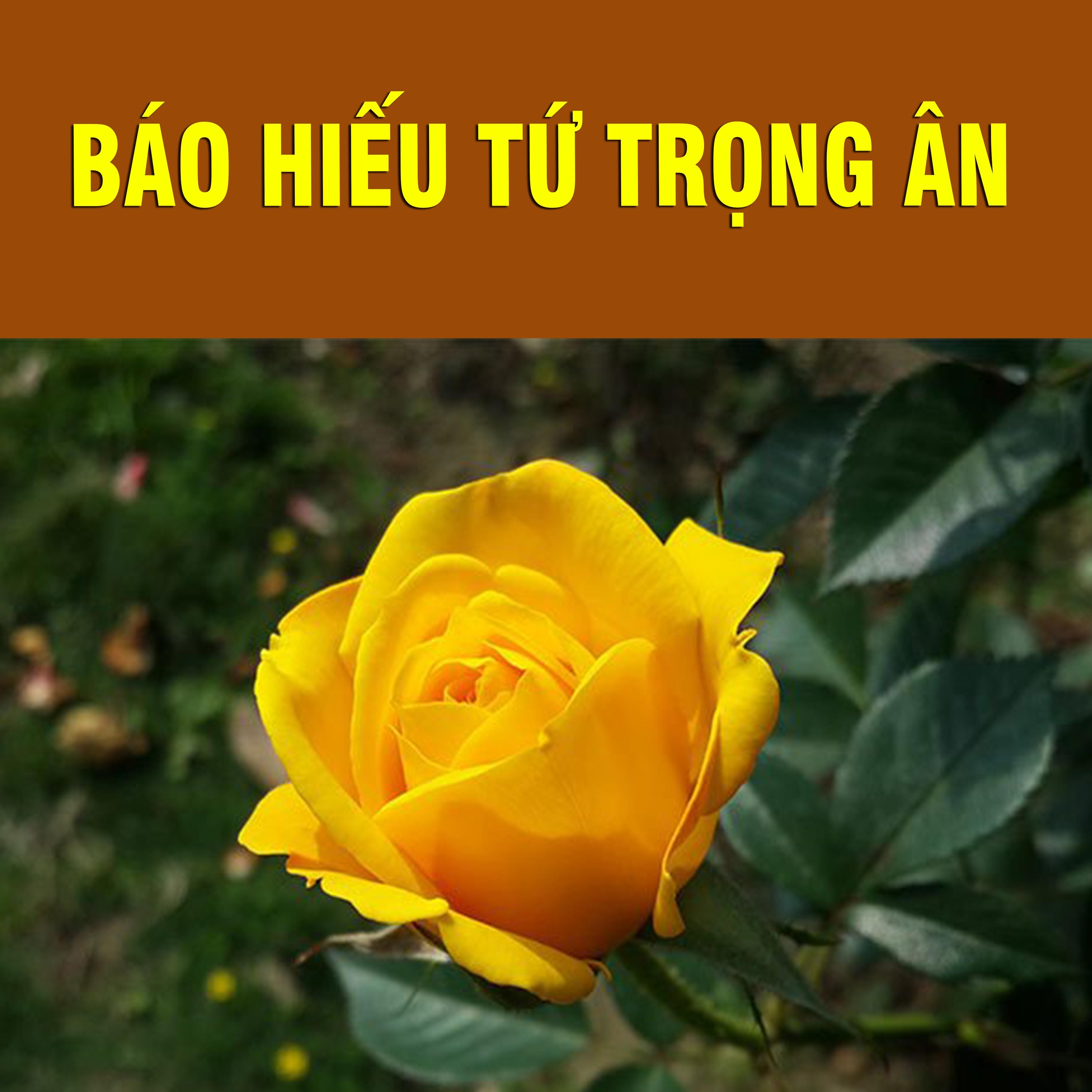 Thích Bảo Nguyên