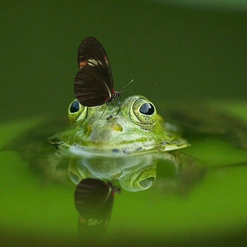Tales From The Pond