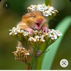 Cachito(カチート) 小野リサ_Miley·T.m4a