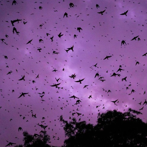 WEB JUNGLE (+Malininvam£)